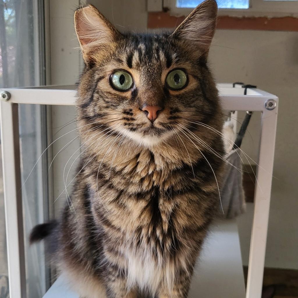 McCully, an adoptable Domestic Long Hair in Jacksonville, OR, 97530 | Photo Image 2