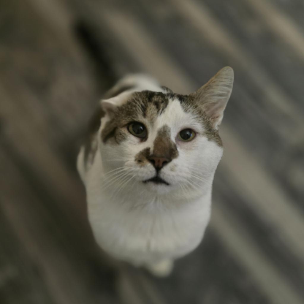 Simba, an adoptable Domestic Short Hair in Jacksonville, OR, 97530 | Photo Image 1