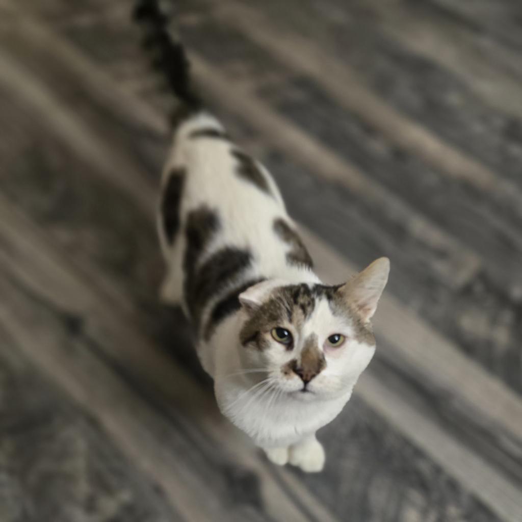 Simba, an adoptable Domestic Short Hair in Jacksonville, OR, 97530 | Photo Image 2