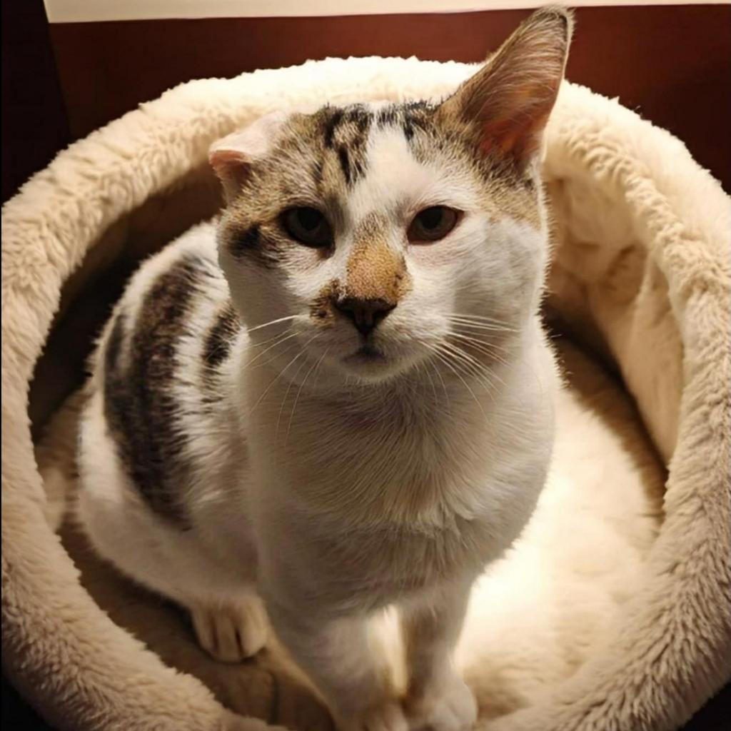 Simba, an adoptable Domestic Short Hair in Jacksonville, OR, 97530 | Photo Image 3