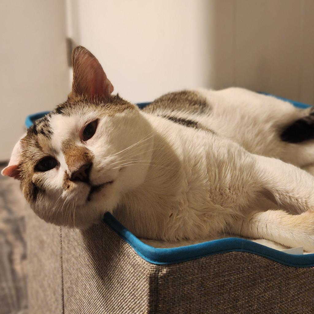 Simba, an adoptable Domestic Short Hair in Jacksonville, OR, 97530 | Photo Image 4