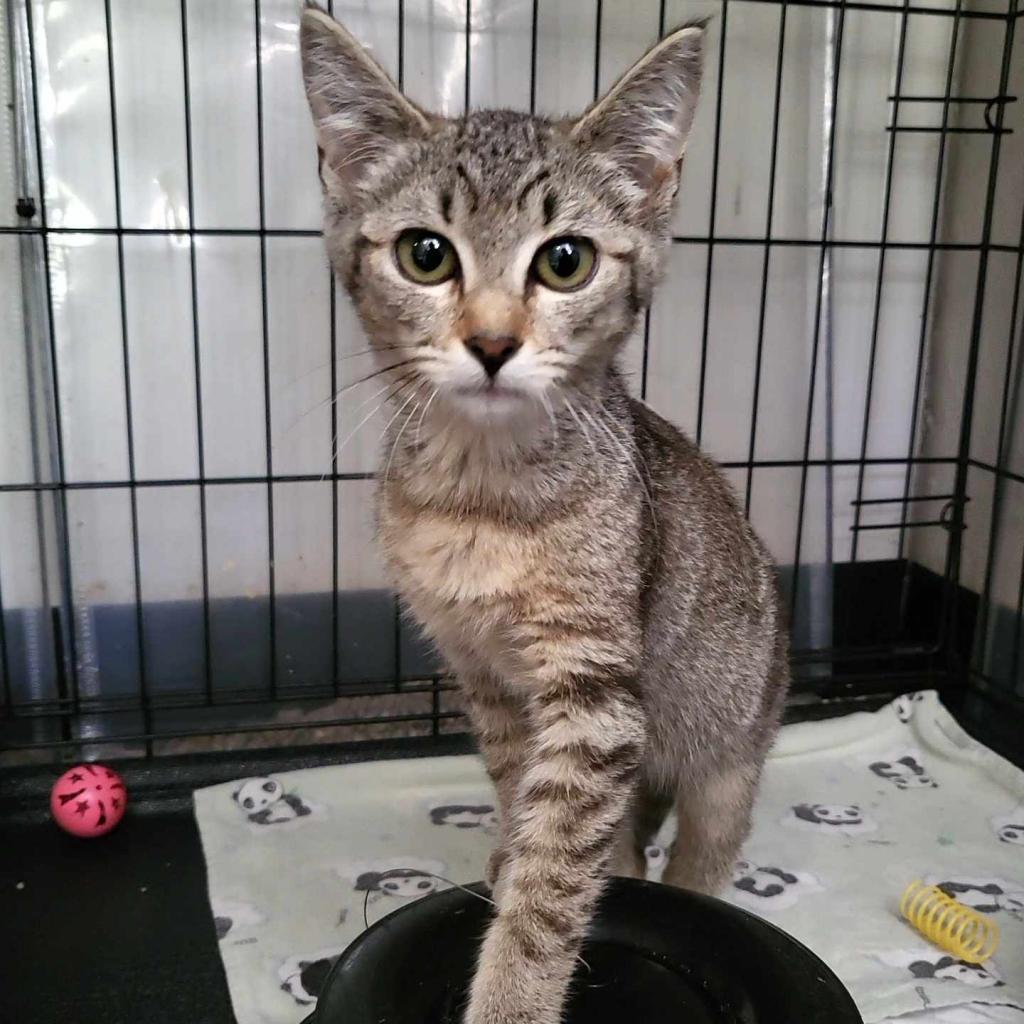 Taylor, an adoptable Domestic Short Hair in Jacksonville, OR, 97530 | Photo Image 1