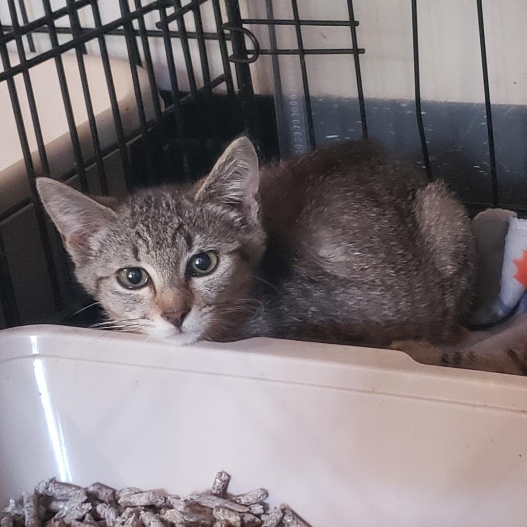 Taylor, an adoptable Domestic Short Hair in Jacksonville, OR, 97530 | Photo Image 2