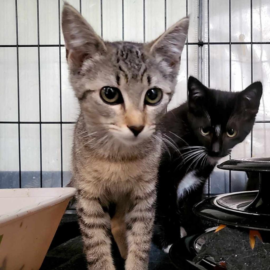 Taylor, an adoptable Domestic Short Hair in Jacksonville, OR, 97530 | Photo Image 3