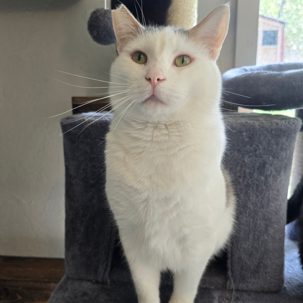 Spike, an adoptable Domestic Short Hair in Jacksonville, OR, 97530 | Photo Image 1