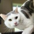 Spike, an adoptable Domestic Short Hair in Jacksonville, OR, 97530 | Photo Image 2