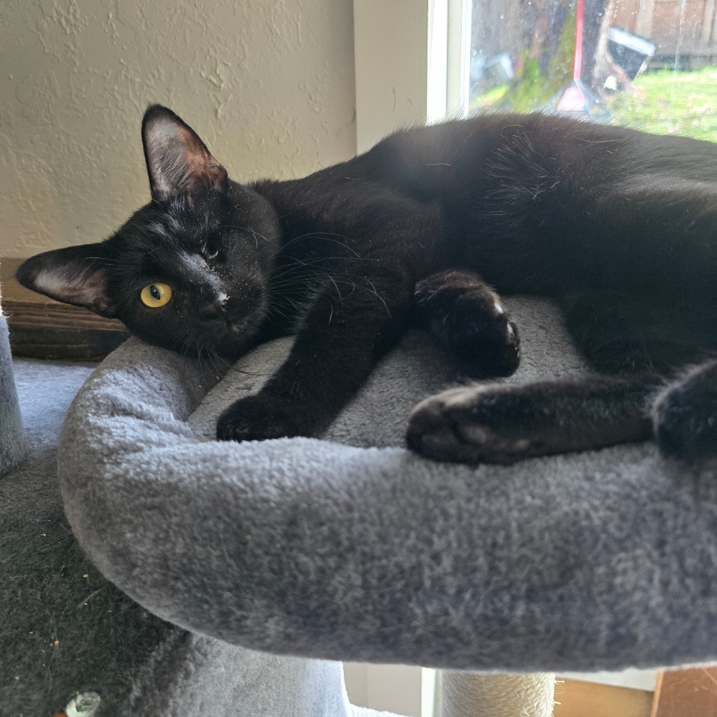 Dobby, an adoptable Domestic Short Hair in Jacksonville, OR, 97530 | Photo Image 1