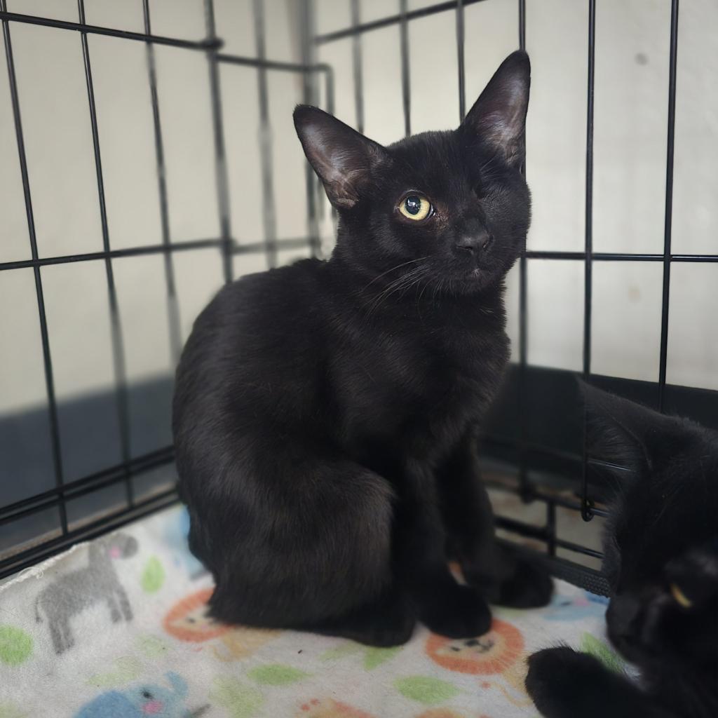 Dobby, an adoptable Domestic Short Hair in Jacksonville, OR, 97530 | Photo Image 2