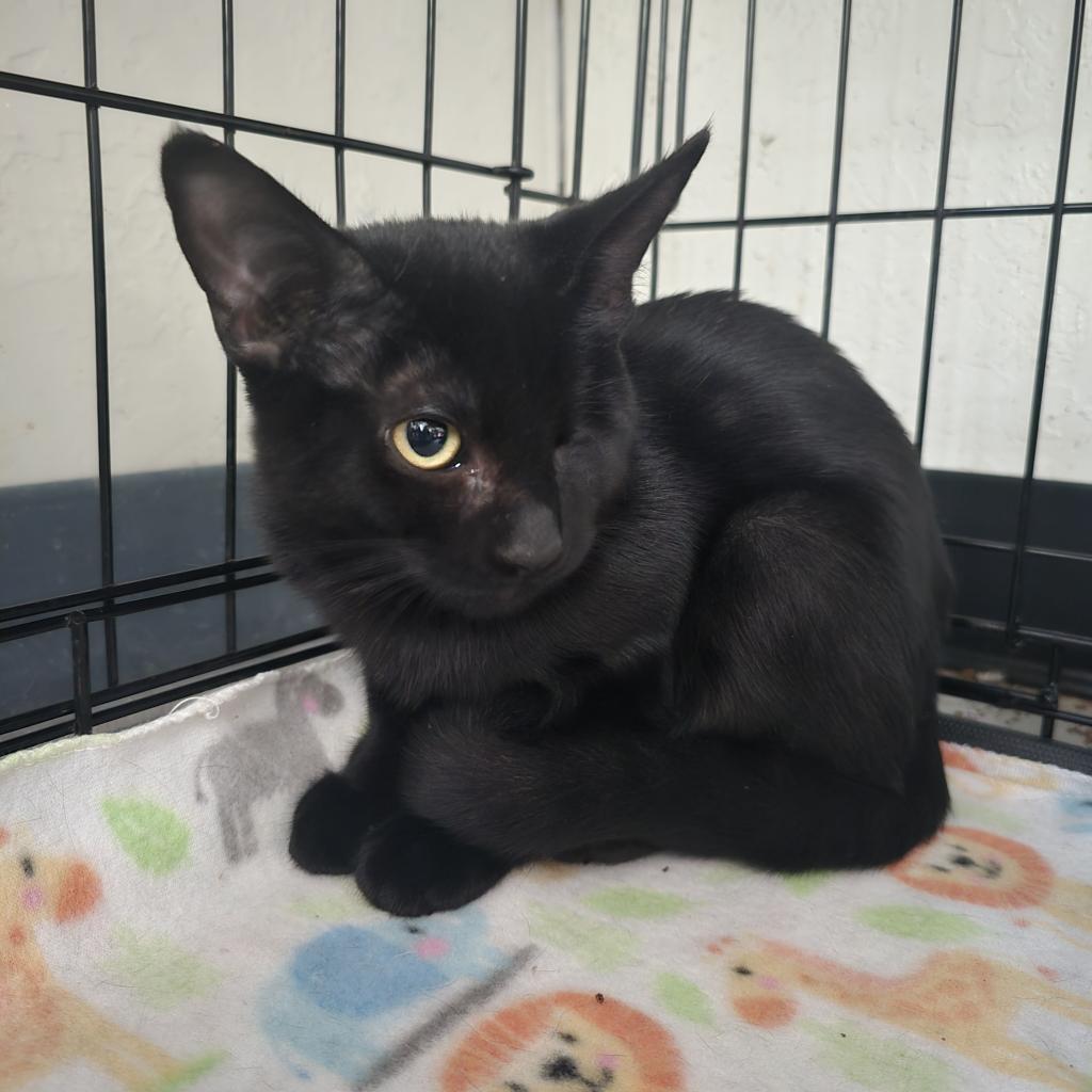 Dobby, an adoptable Domestic Short Hair in Jacksonville, OR, 97530 | Photo Image 3