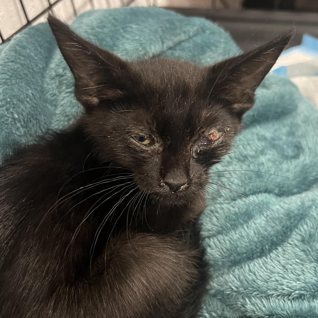Dobby, an adoptable Domestic Short Hair in Jacksonville, OR, 97530 | Photo Image 4