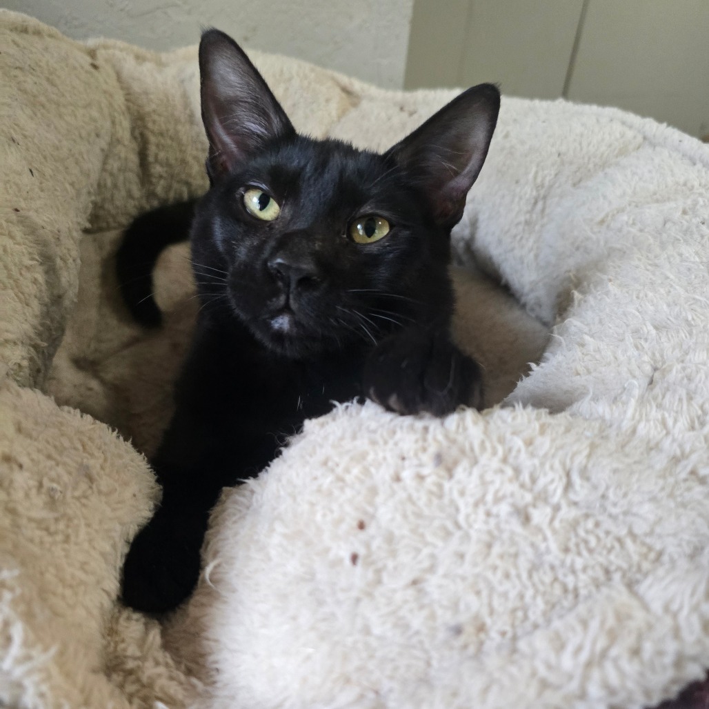 Goyle, an adoptable Domestic Short Hair in Jacksonville, OR, 97530 | Photo Image 1