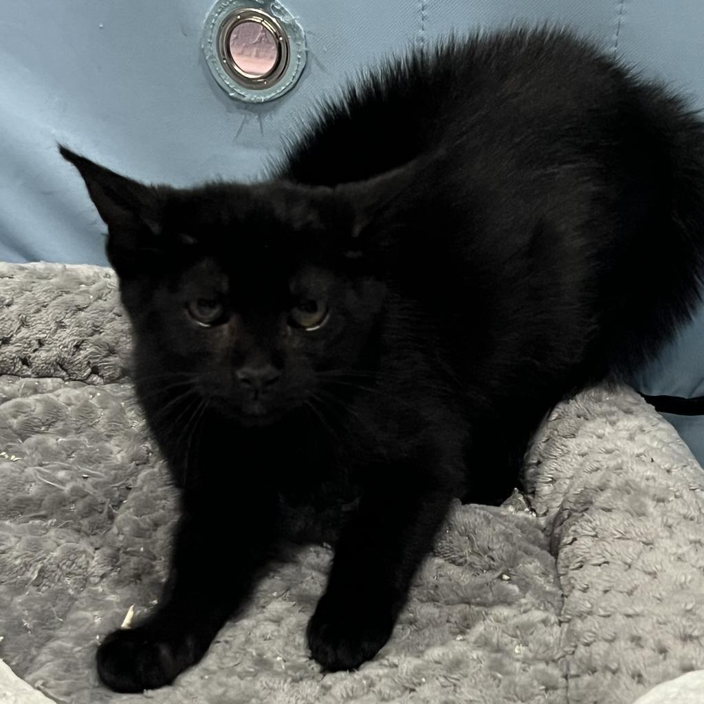 Goyle, an adoptable Domestic Short Hair in Jacksonville, OR, 97530 | Photo Image 2