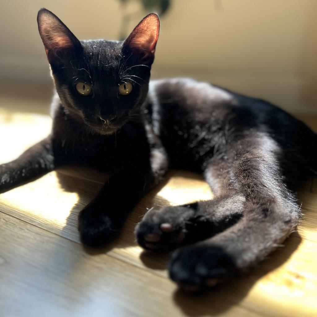 George, an adoptable Domestic Short Hair in Jacksonville, OR, 97530 | Photo Image 1