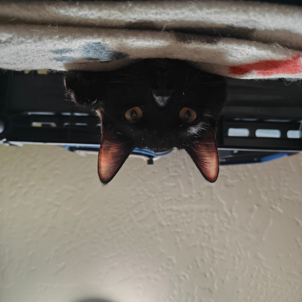George, an adoptable Domestic Short Hair in Jacksonville, OR, 97530 | Photo Image 2