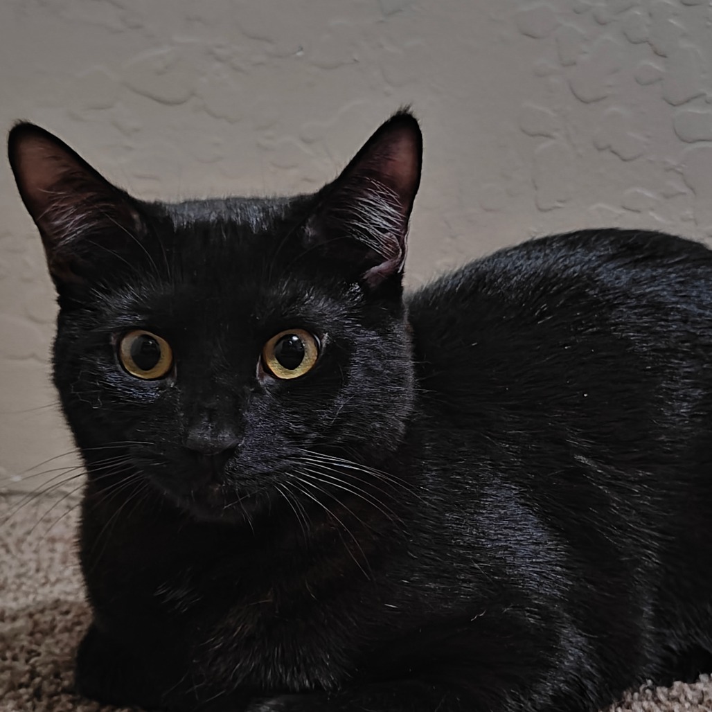 George, an adoptable Domestic Short Hair in Jacksonville, OR, 97530 | Photo Image 3