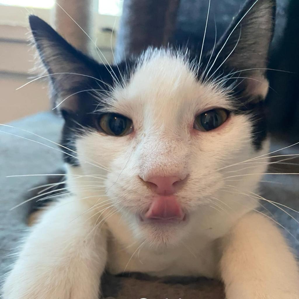 Spider, an adoptable Domestic Short Hair in Jacksonville, OR, 97530 | Photo Image 1