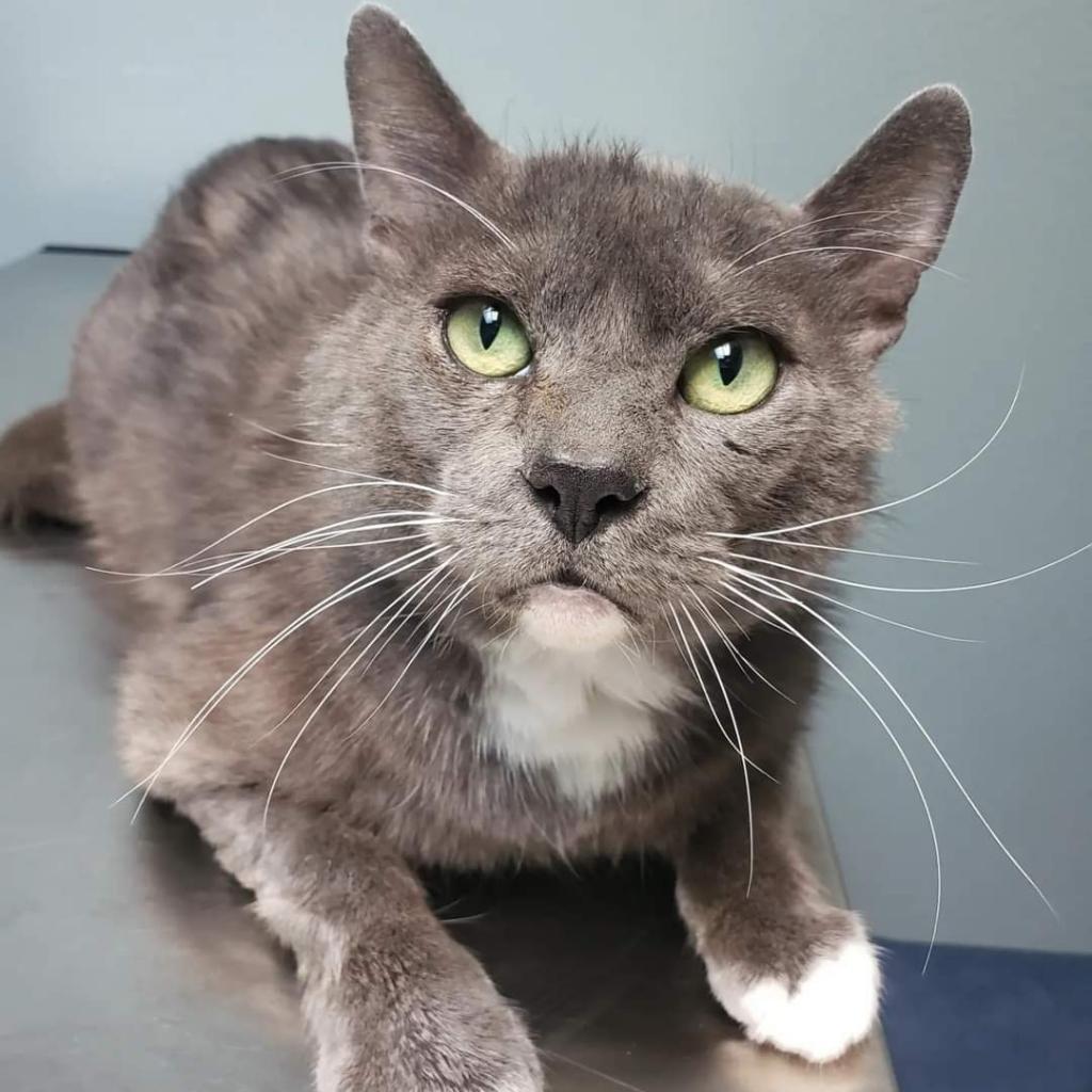 Jerry, an adoptable Domestic Short Hair in Jacksonville, OR, 97530 | Photo Image 1