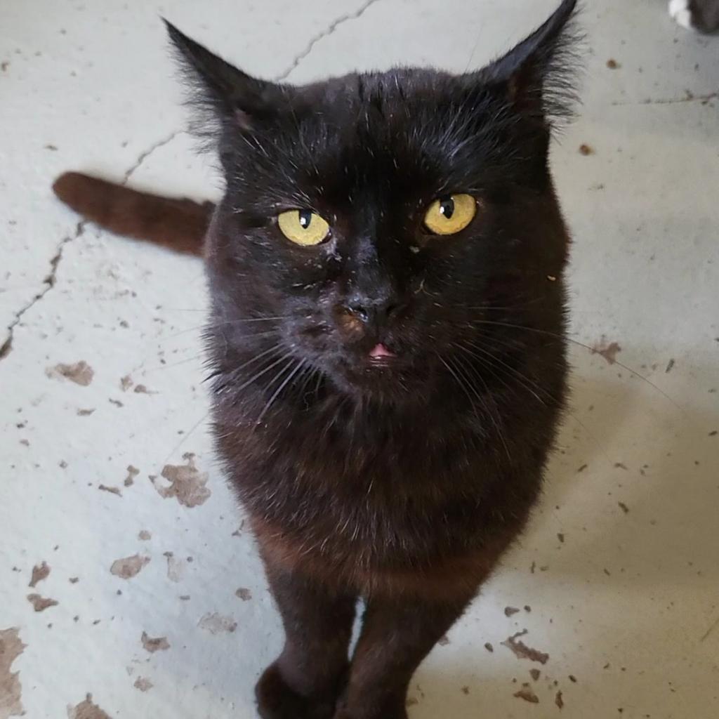 Tupac, an adoptable Domestic Short Hair in Jacksonville, OR, 97530 | Photo Image 1