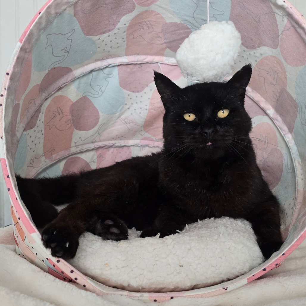 Tupac, an adoptable Domestic Short Hair in Jacksonville, OR, 97530 | Photo Image 2