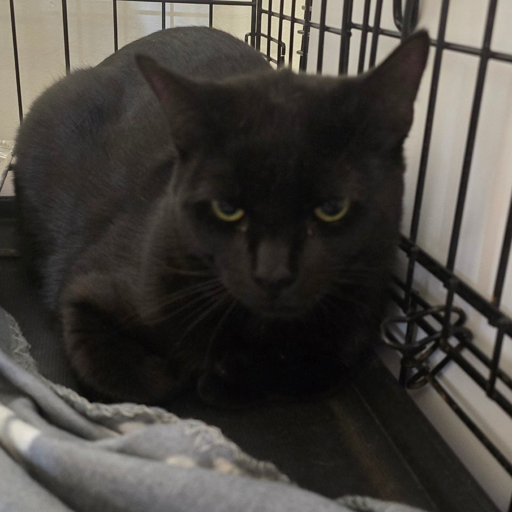 Tito, an adoptable Domestic Short Hair in Jacksonville, OR, 97530 | Photo Image 1