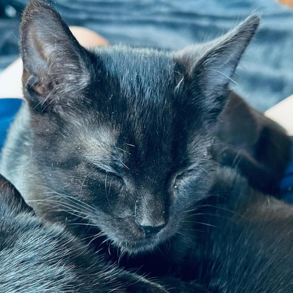 Tito, an adoptable Domestic Short Hair in Jacksonville, OR, 97530 | Photo Image 2