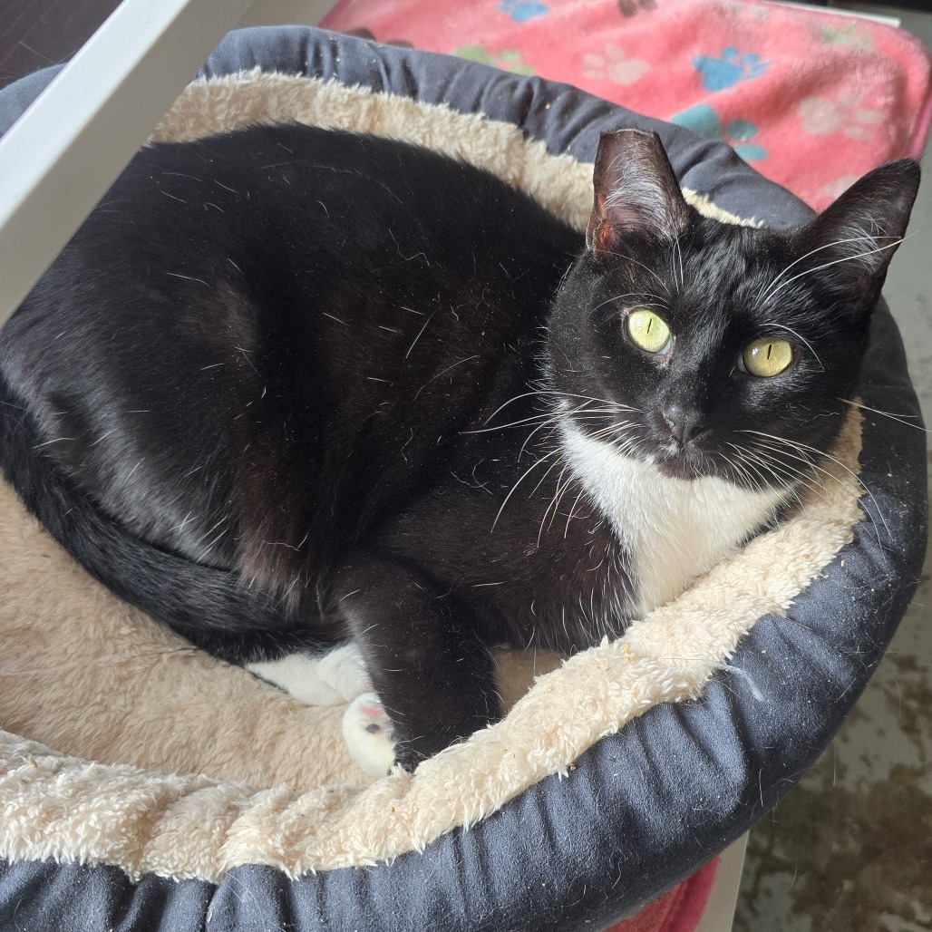 Maisie, an adoptable Domestic Short Hair in Jacksonville, OR, 97530 | Photo Image 1