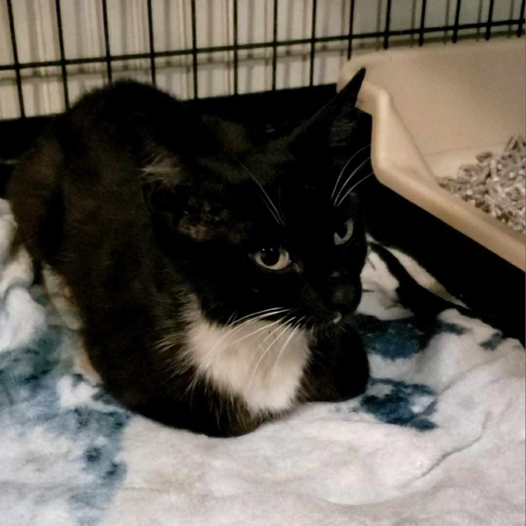 Maisie, an adoptable Domestic Short Hair in Jacksonville, OR, 97530 | Photo Image 2