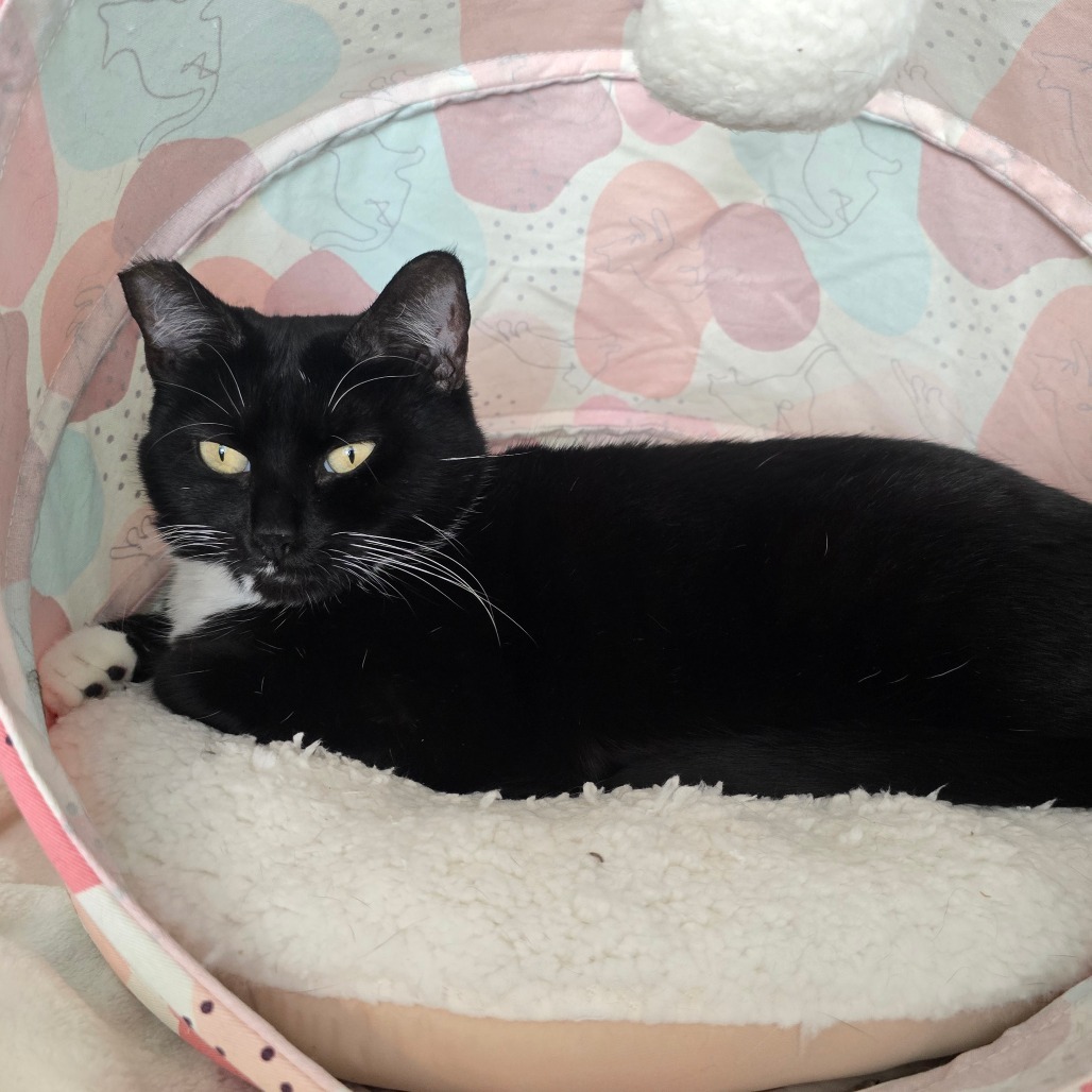 Maisie, an adoptable Domestic Short Hair in Jacksonville, OR, 97530 | Photo Image 3