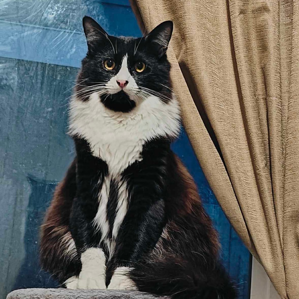 Sylvester, an adoptable Domestic Medium Hair in Jacksonville, OR, 97530 | Photo Image 1