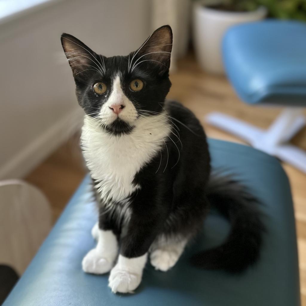 Sylvester, an adoptable Domestic Medium Hair in Jacksonville, OR, 97530 | Photo Image 2