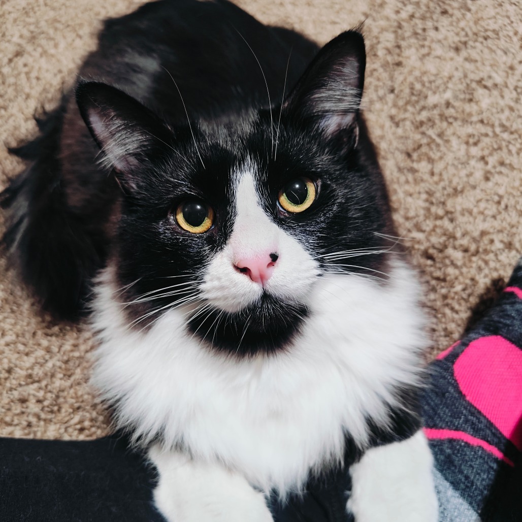 Sylvester, an adoptable Domestic Medium Hair in Jacksonville, OR, 97530 | Photo Image 3