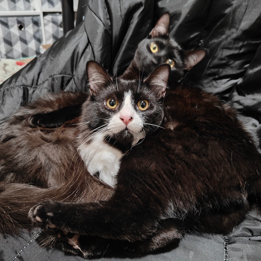 Sylvester, an adoptable Domestic Medium Hair in Jacksonville, OR, 97530 | Photo Image 4