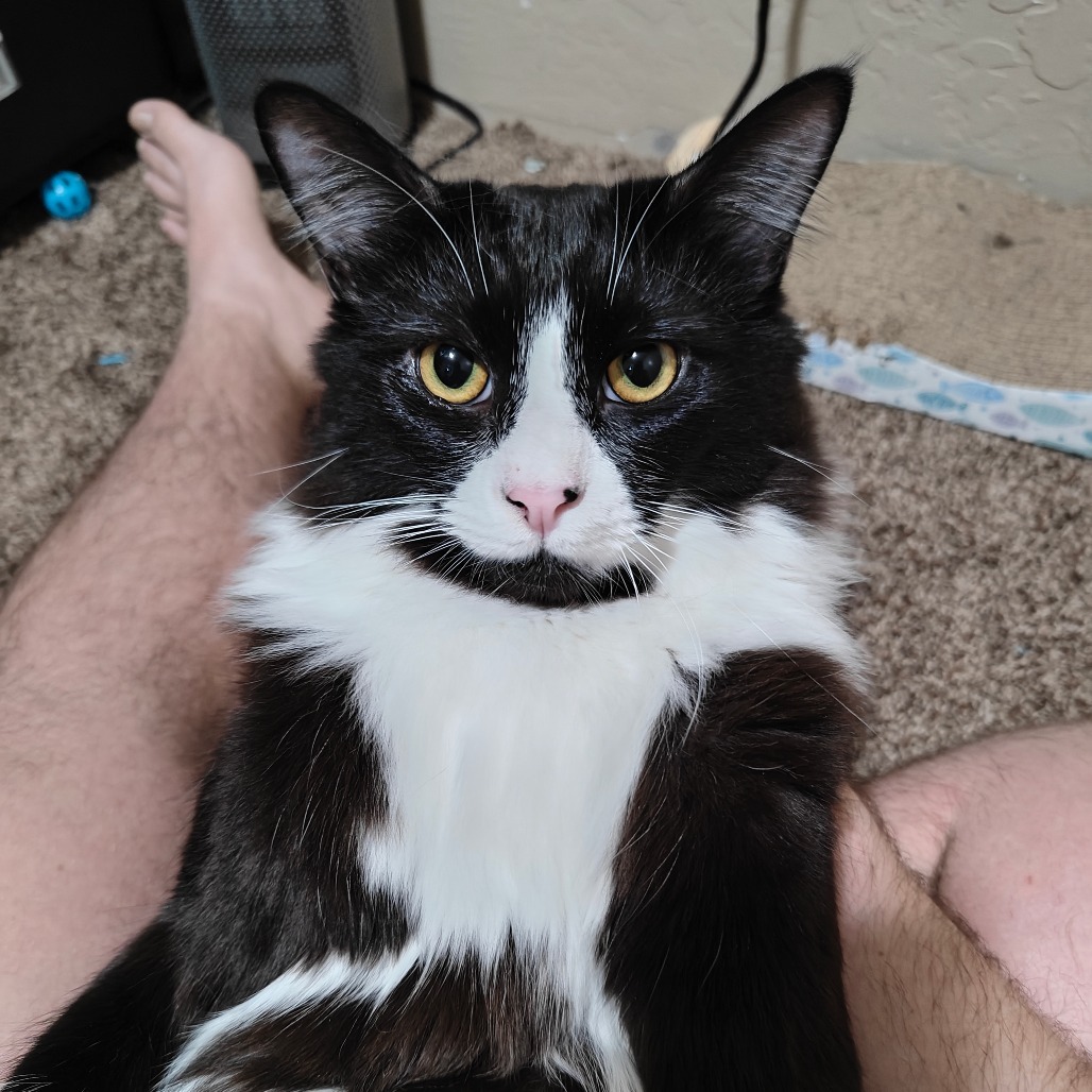 Sylvester, an adoptable Domestic Medium Hair in Jacksonville, OR, 97530 | Photo Image 5