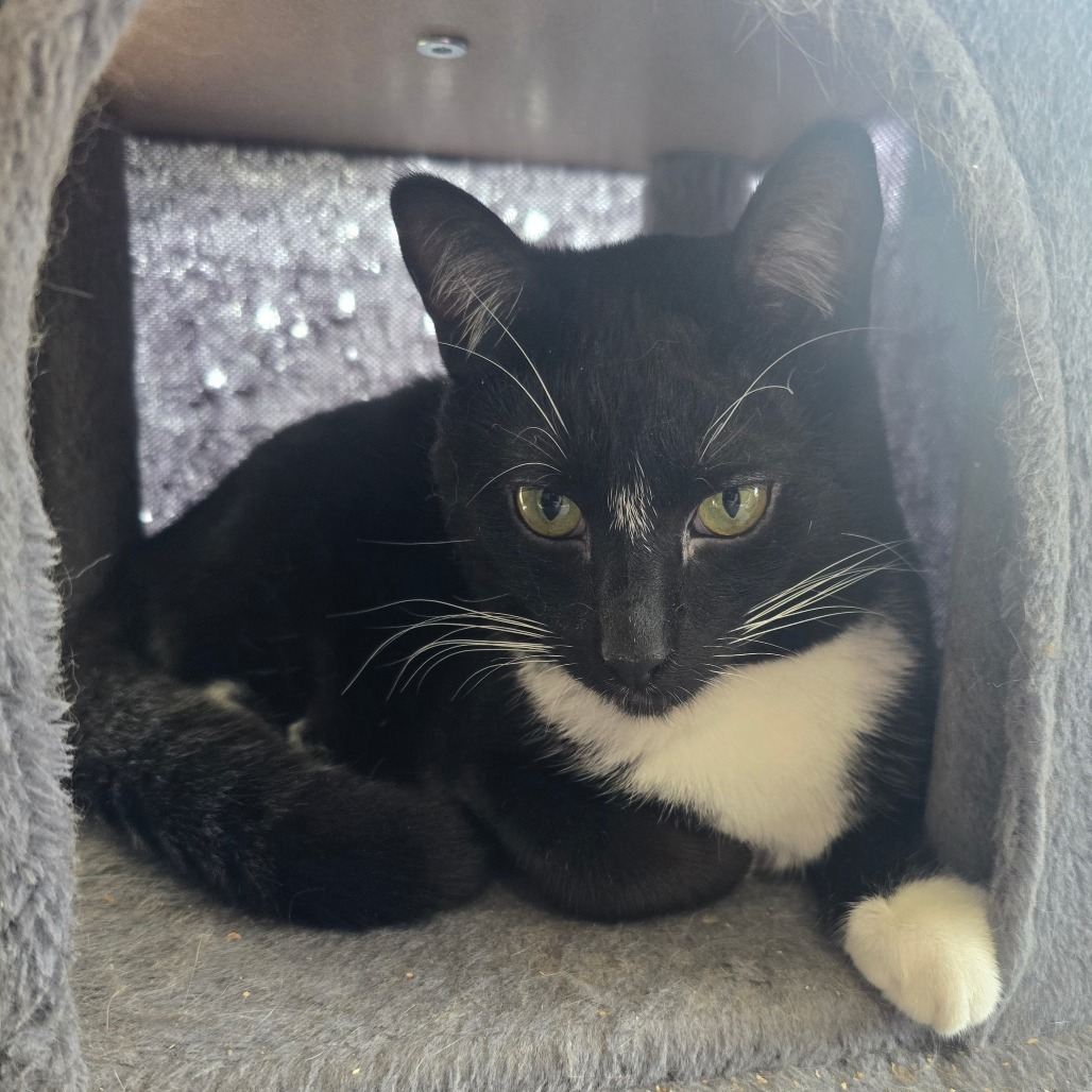 Chad, an adoptable Domestic Short Hair in Jacksonville, OR, 97530 | Photo Image 1