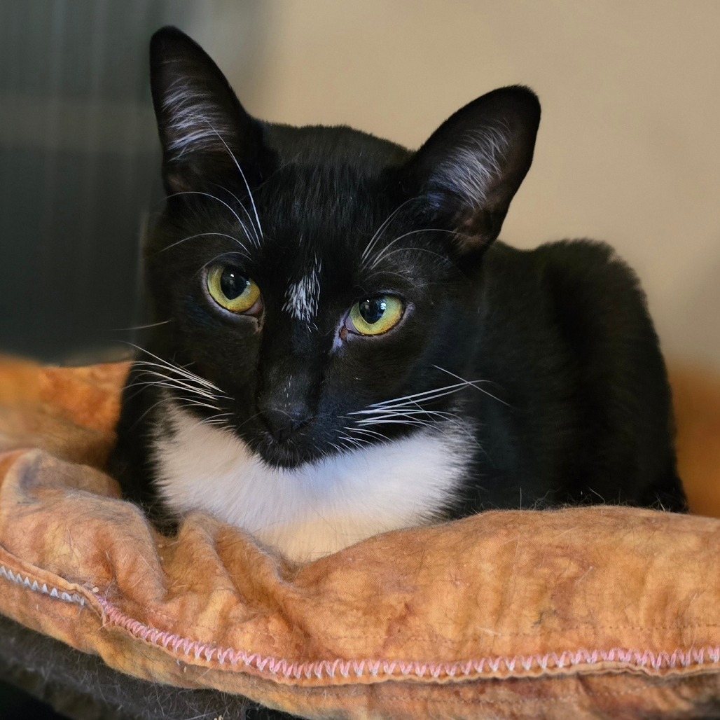Chad, an adoptable Domestic Short Hair in Jacksonville, OR, 97530 | Photo Image 1