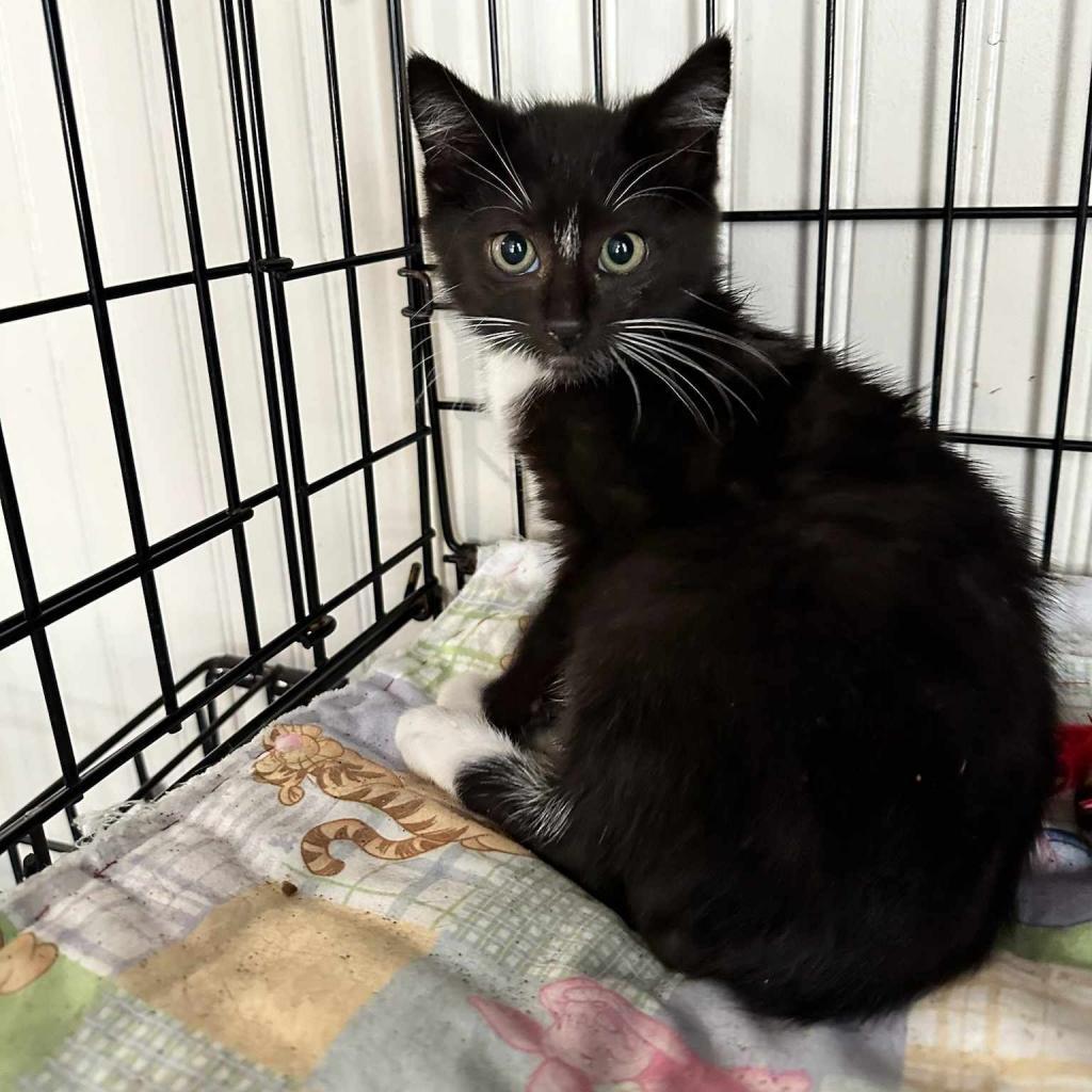 Chad, an adoptable Domestic Short Hair in Jacksonville, OR, 97530 | Photo Image 2