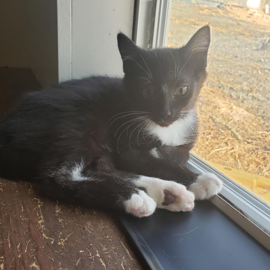 Chad, an adoptable Domestic Short Hair in Jacksonville, OR, 97530 | Photo Image 3