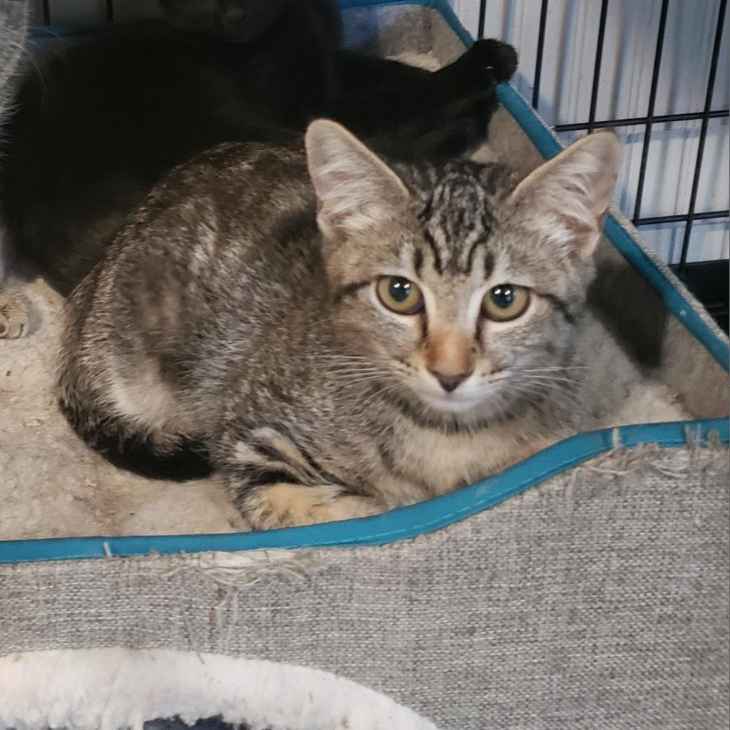 Piper, an adoptable Domestic Short Hair in Jacksonville, OR, 97530 | Photo Image 1