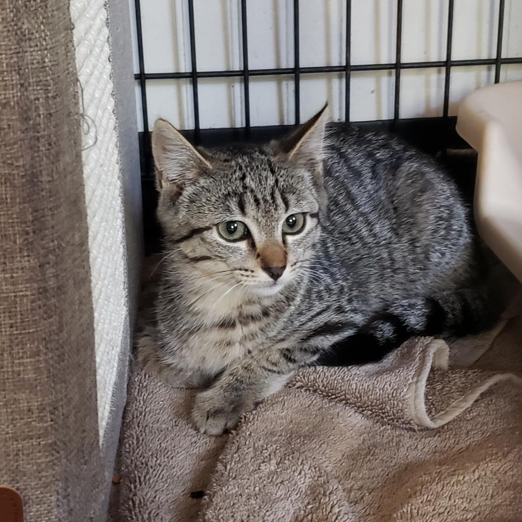 Prue, an adoptable Domestic Short Hair in Jacksonville, OR, 97530 | Photo Image 1