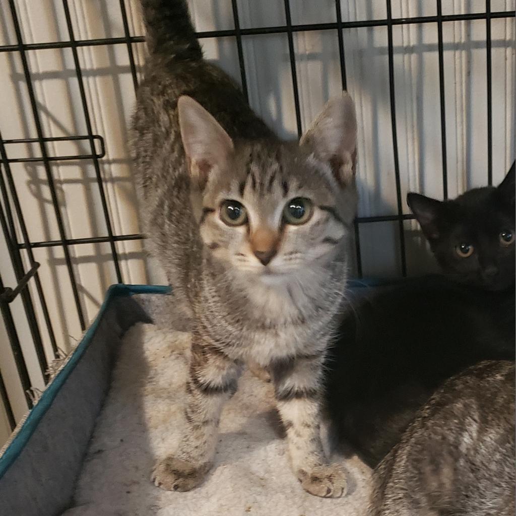 Prue, an adoptable Domestic Short Hair in Jacksonville, OR, 97530 | Photo Image 2