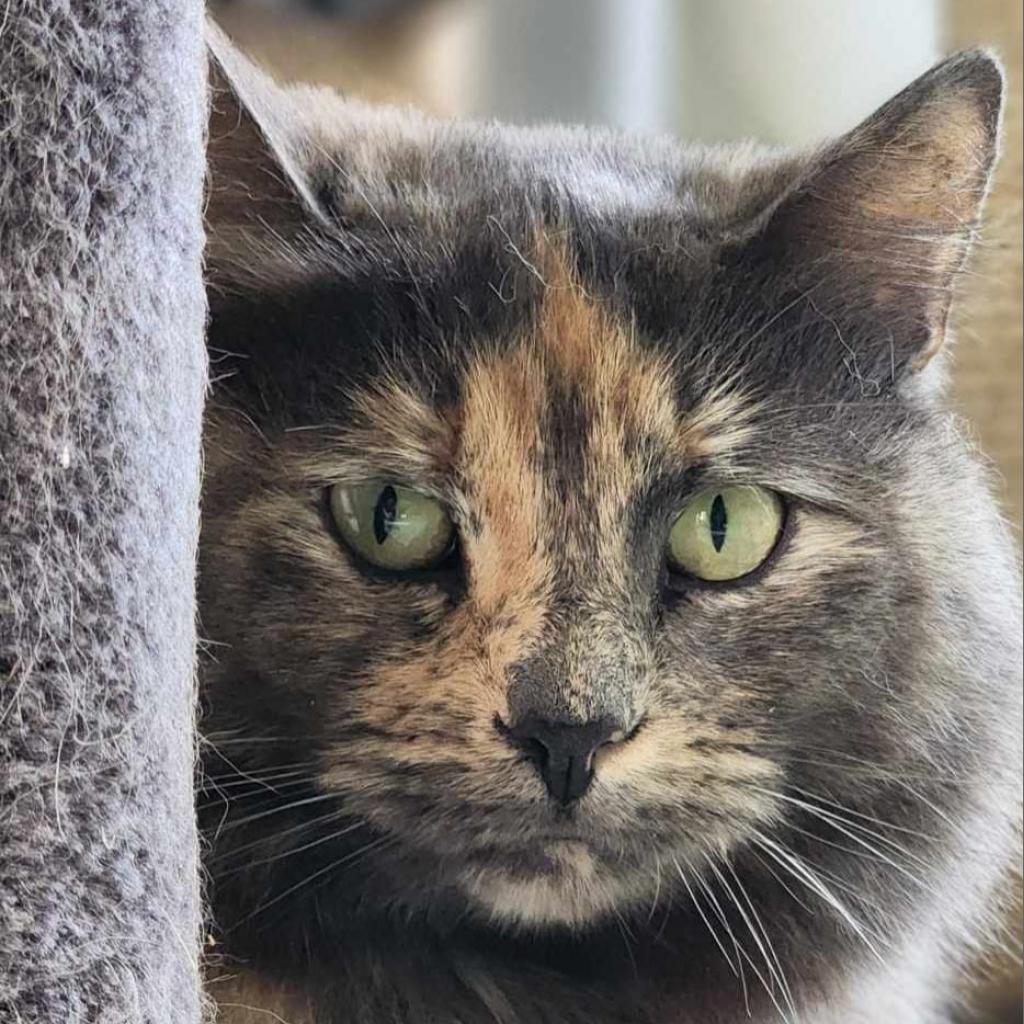 Gravy, an adoptable Domestic Long Hair in Jacksonville, OR, 97530 | Photo Image 1