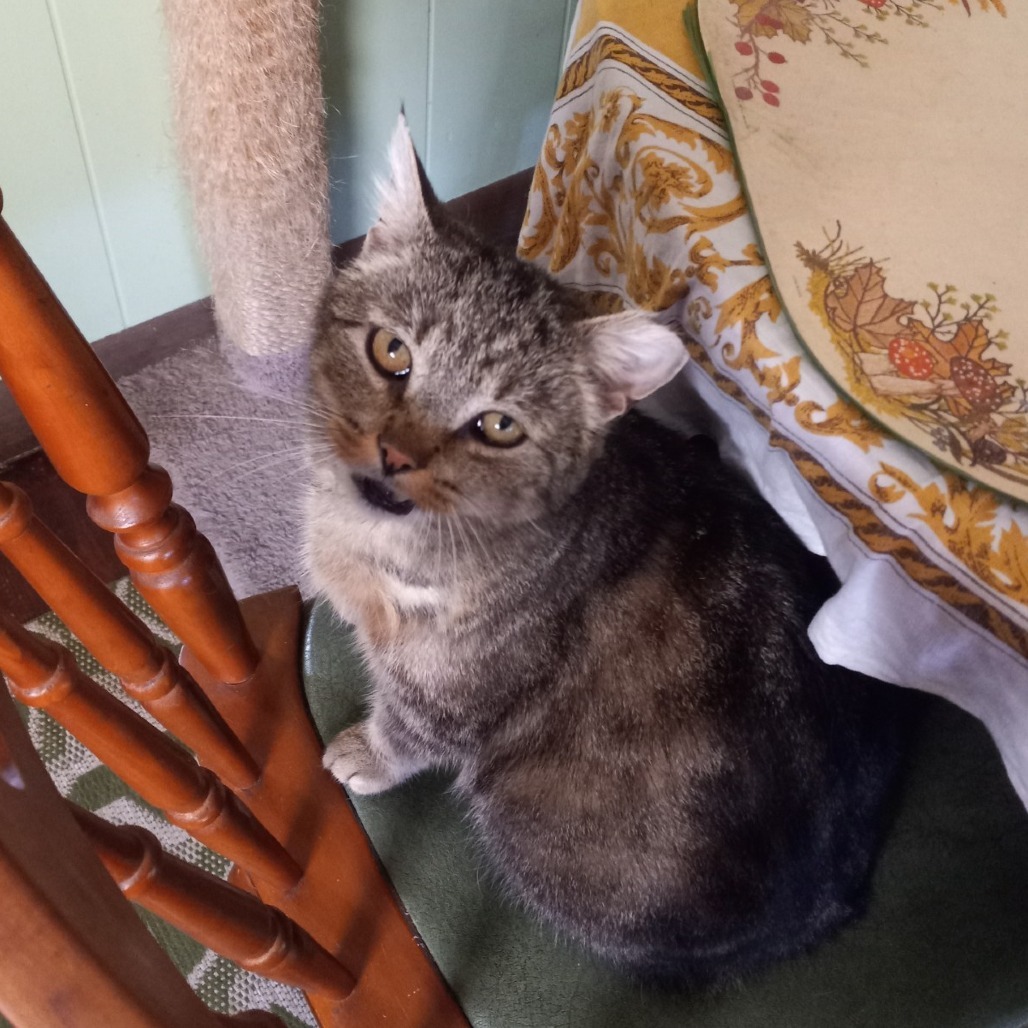 Sour Candy - IN FOSTER