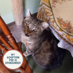 Sour Candy - IN FOSTER