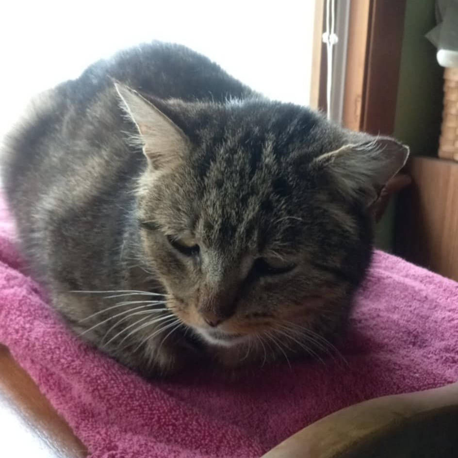 Sour Candy - IN FOSTER