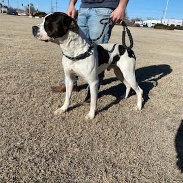 Tim- Carlos, an adoptable Pit Bull Terrier in Garden City, KS, 67846 | Photo Image 3