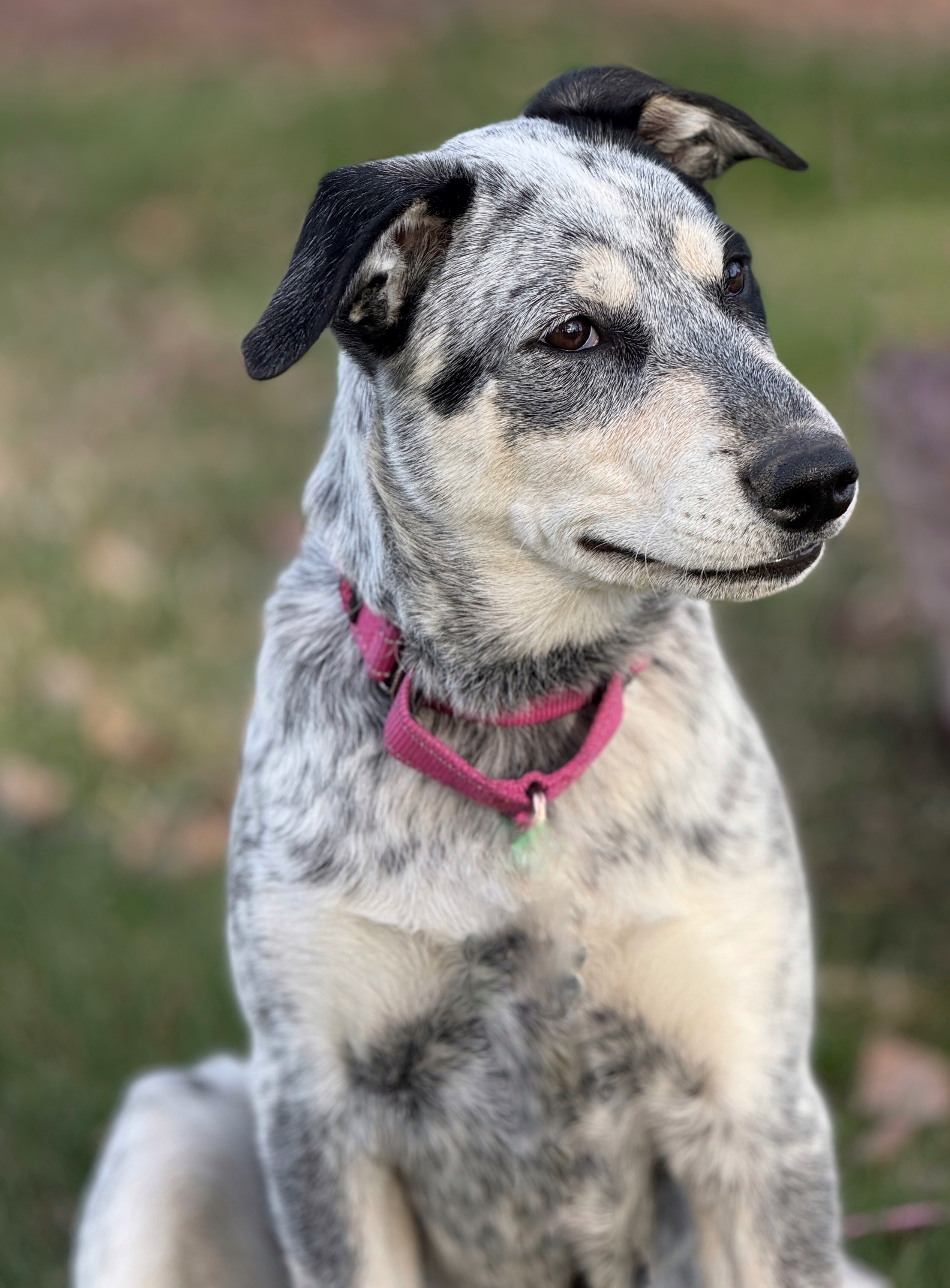 Deedee, an adoptable Australian Cattle Dog / Blue Heeler in Twin Falls, ID, 83301 | Photo Image 2
