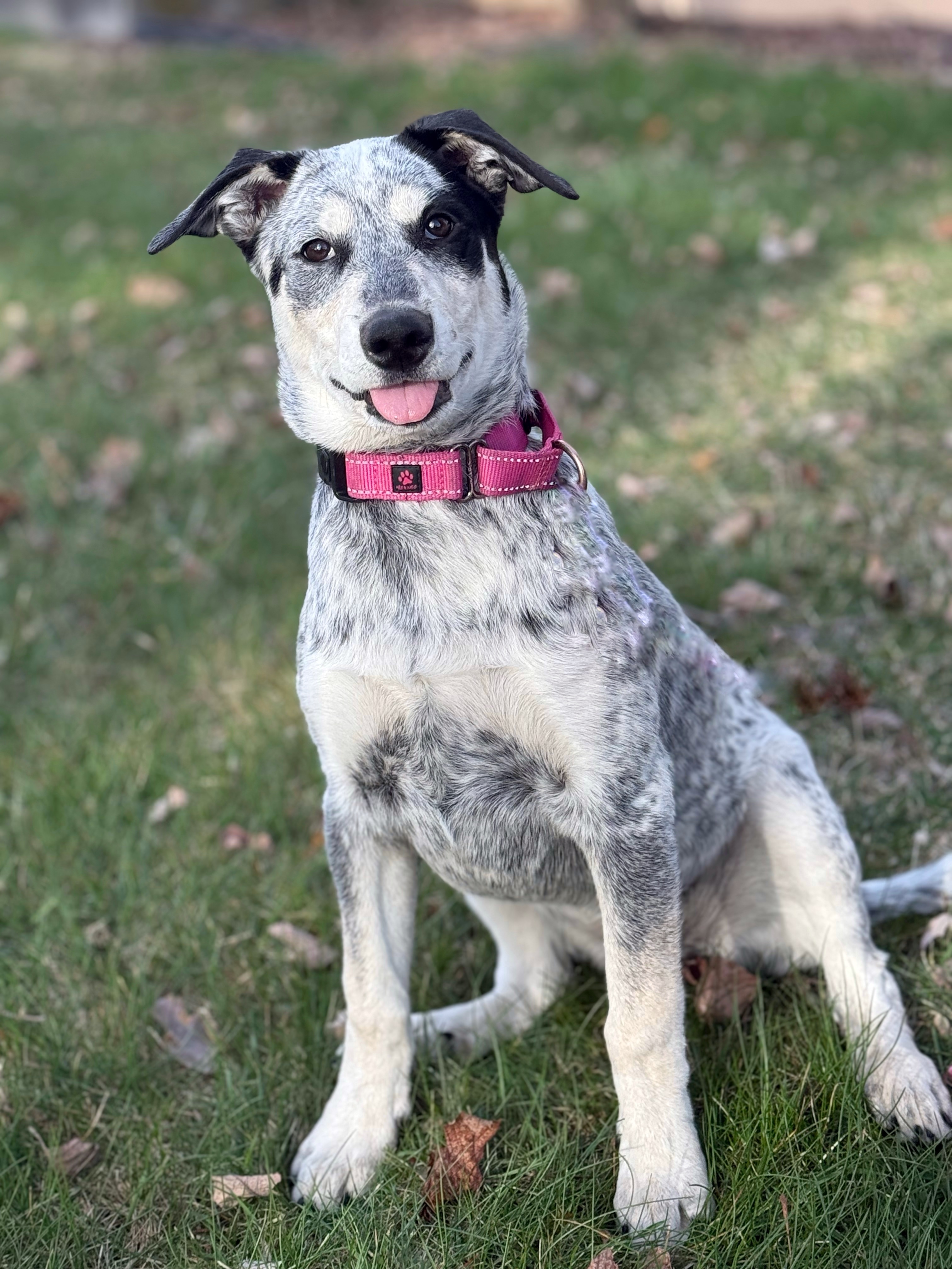 Deedee, an adoptable Australian Cattle Dog / Blue Heeler in Twin Falls, ID, 83301 | Photo Image 3