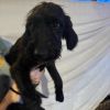 Ivy 120904N photo 1