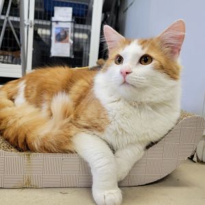Mr.Grumps, Adult Male Domestic Long Hair
