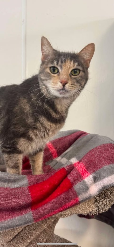 Chatty Cathy, an adoptable Tabby in Brookings, OR, 97415 | Photo Image 1